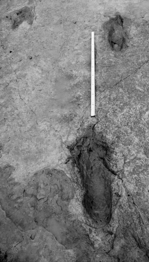 Paluxy River Taylor Site, Glen Rose, Teksas. Dwa wydłużone ślady stóp